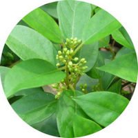 Gymnema Silvestre