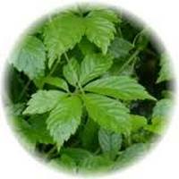 Gynostemma Pentaphyllum