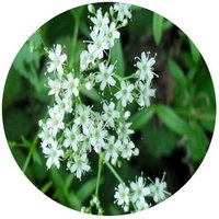 Gypsophila Oldhamiana