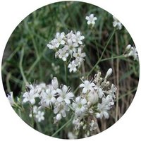 Gypsophila Oldhamiana