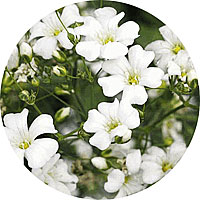 Gypsophila - Baby's-breath