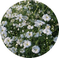 Gypsophila Paniculata