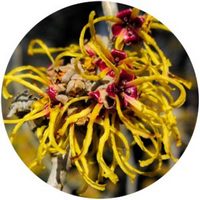 Hamamelis Virginiana - Witch Hazel