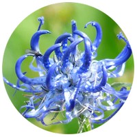 Harpagofito: Harpagophytum