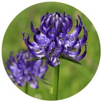 Harpagofito: Harpagophytum