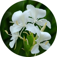 Hedychium Coronarium