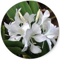 Hedychium Coronarium