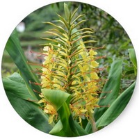 Hedychium Gardnerianum - Kahili Ginger