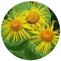 Helenium - Grande Aunee