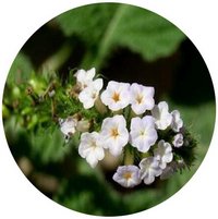 Heliotropium Indicum