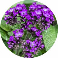 Heliotropium Indicum