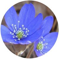 Hepatica Nobilis