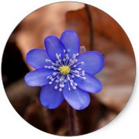 Hepatica Nobilis