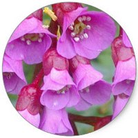 Heuchera
