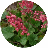 Heuchera