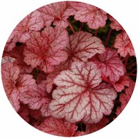 Heuchera