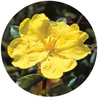 Hibbertia Obtusifolia
