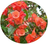 Holmskioldia Sanguinea - Chapeau Chinois