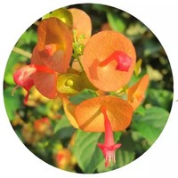 Holmskioldia Sanguinea - Mandarin Hat