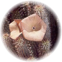 Hoodia Gordonii