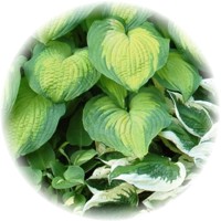 Hosta Plantaginea