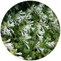 Hosta Plantaginea