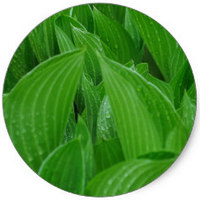 Hosta Plantaginea
