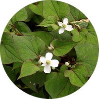 Houttuynia Cordata