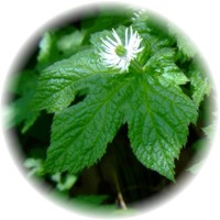 Hydrastis Canadensis