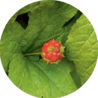 Hydrastis Canadensis