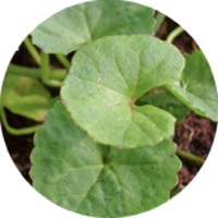 Hydrocotyle Vulgaris