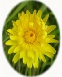 Hypochaeris Radicata