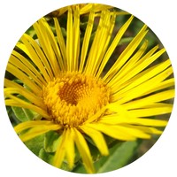 Inula Graveolens - Elecampane