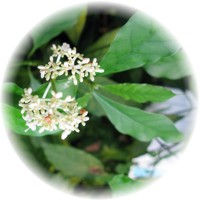 Carapichea Ipecacuanha