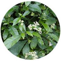 Carapichea Ipecacuanha