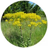 Isatis Tinctoria - Indigo Woad