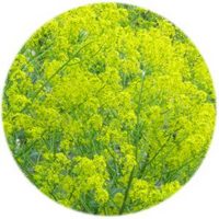 Isatis Tinctoria - Indigo Woad