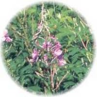 Isopyrum Thalictroides