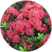 Ixora Coccinea