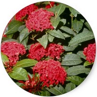 Ixora Coccinea