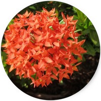 Ixora Coccinea