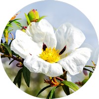 Jara: Cistus Ladaniferus