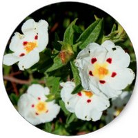 Jara: Cistus Ladaniferus