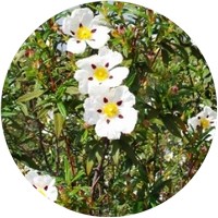 Jara: Cistus Ladaniferus