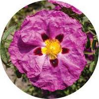 Rock Rose - Helianthemum