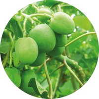 Jatropha