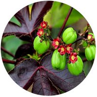 Jatropha Gossypiifolia