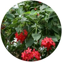 Jatropha Integerrima