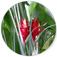 Jengibre - Gingembre