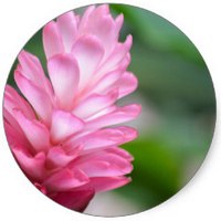 Jengibre - Gingembre